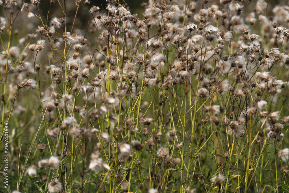 Fototapeta premium thistle in the grass