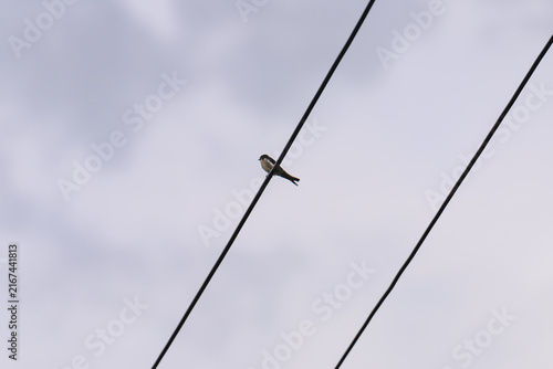 swallow on wire