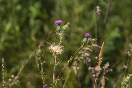 Canvastavla thistle in the grass