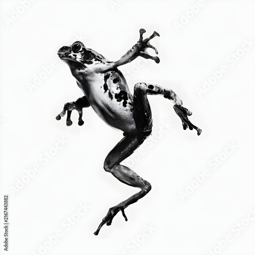 Black and white frog leaping isolated on white