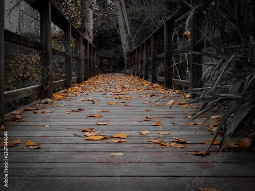 wooden bridge in autumn park