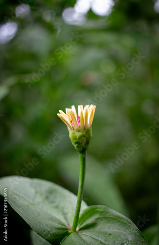 Close up yellow flower and pink pollen on blur green natural background. Natural green background.