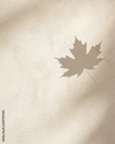 Leaf Shadow with Seasonal Shadow in Natural Daylight