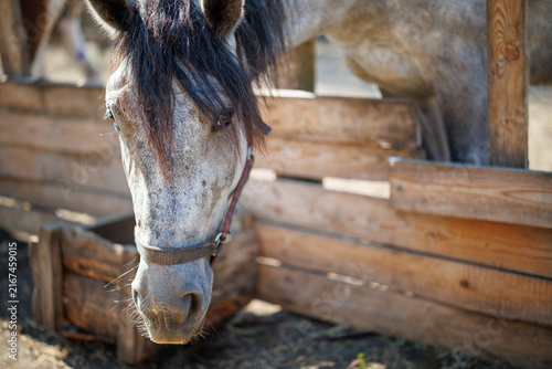 A close-up portrait of a grey horse's head in front of a wooden fence at a farm