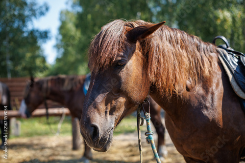 A head shot of a saddled brown horse outdoors with another horse blurred in the background