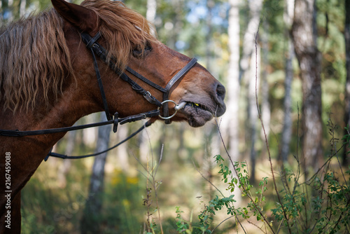 Profile view of a brown horse wearing a bridle in a forest setting