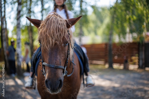 Front view of a brown horse with a rider sitting on top in an outdoor area