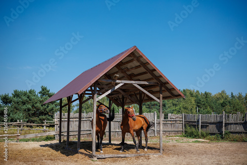 Two brown horses standing under a wooden shelter in an open paddock