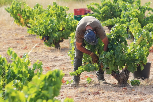Vineyard Worker Harvesting Wine Grapes in Madrid, Spain