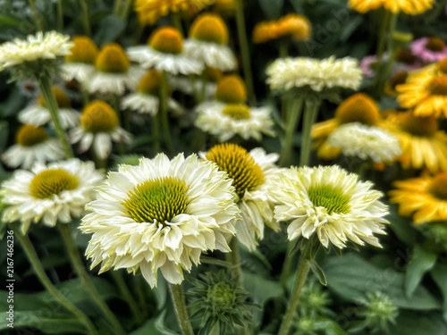 Echinacea SunSeekers White Perfection