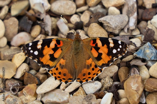 painted lady butterfly resting on pebbles, enjoying the sunshine,