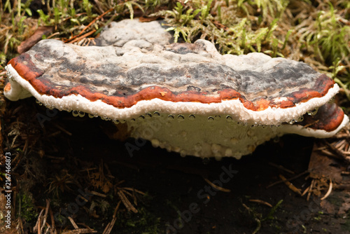 Canvas Print Red-belted conk — close-up in Espoo forest