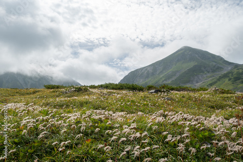 日本の立山室堂のアルプス草原に広がるチングルマの綿毛