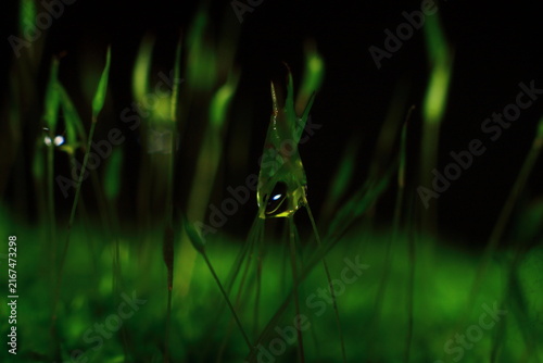 Moss Lichen Algae Seaweed Aquatic Weed Grass Extreme Close-up Macro Photography Nature Background