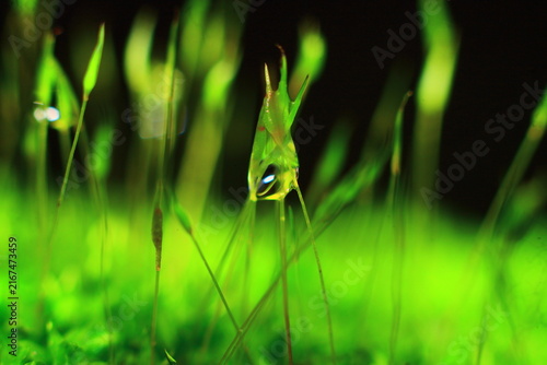 Moss Lichen Algae Seaweed Aquatic Weed Grass Extreme Close-up Macro Photography Nature Background