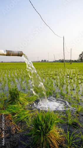 Quadro su tela Water flows from a PVC pipe, pumping groundwater to irrigate a vibrant green rice paddy field, showing agricultural technology in a rural Southeast Asian farm landscape with a focus on splash