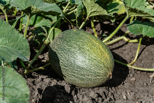 Ripe Muskmelon