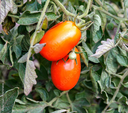 Ripe Oval Plum Tomatoes