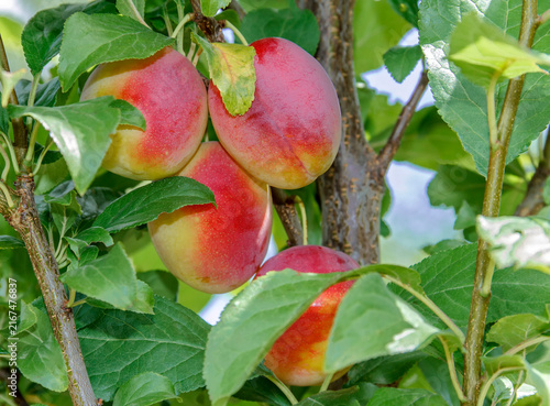 Ripe Plums on Tree Branch