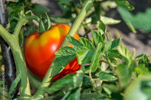 Ripe Red Tomatoes