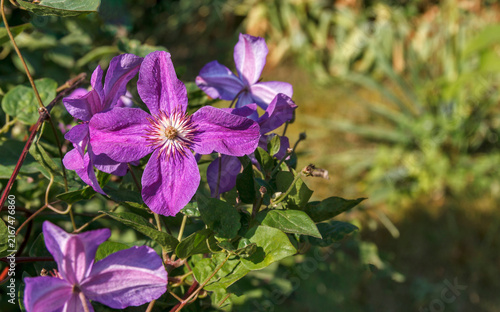 Vibrant Purple Clematis