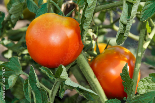 Ripe Red Tomatoes