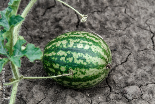 Small Young Watermelon