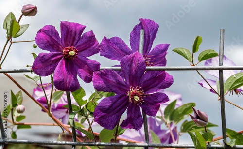 Vibrant Purple Clematis