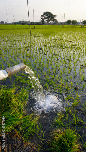 Water flows from a PVC pipe, pumping groundwater to irrigate a vibrant green rice paddy field, showing agricultural technology in a rural Southeast Asian farm landscape with a focus on splash.