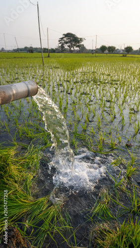 Water flows from a PVC pipe, pumping groundwater to irrigate a vibrant green rice paddy field, showing agricultural technology in a rural Southeast Asian farm landscape with a focus on splash.