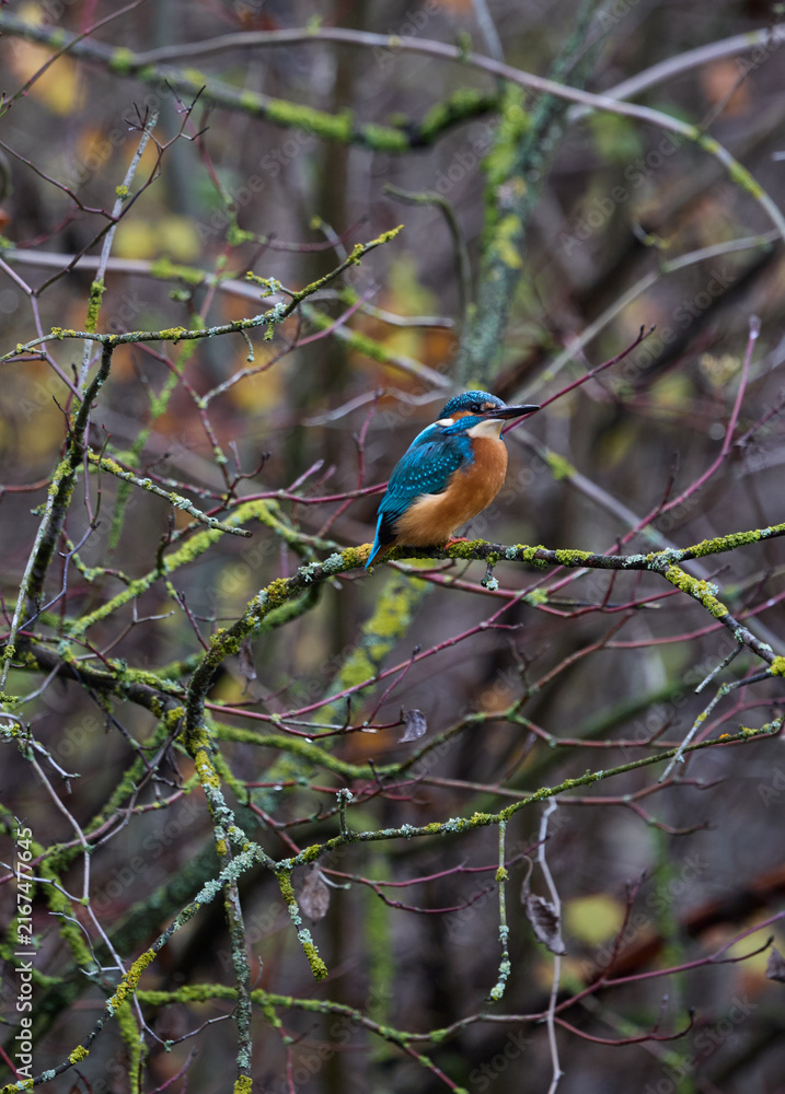 Fototapeta premium Perched common kingfisher