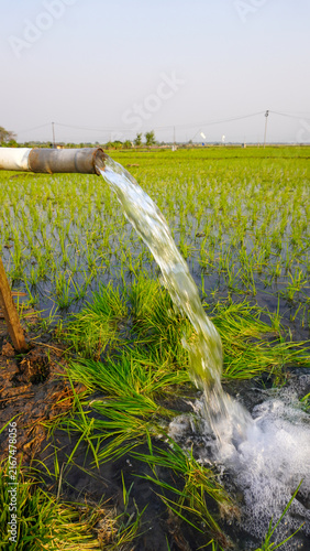 Water flows from a PVC pipe, pumping groundwater to irrigate a vibrant green rice paddy field, showing agricultural technology in a rural Southeast Asian farm landscape with a focus on splash.