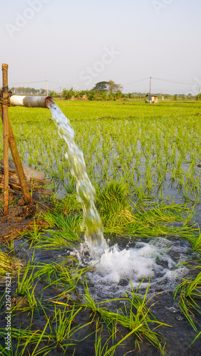 Water flows from a PVC pipe, pumping groundwater to irrigate a vibrant green rice paddy field, showing agricultural technology in a rural Southeast Asian farm landscape with a focus on splash.