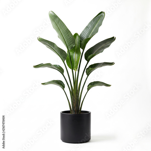 Elegant tropical plant adds green life to modern decor