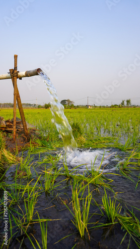 Water flows from a PVC pipe, pumping groundwater to irrigate a vibrant green rice paddy field, showing agricultural technology in a rural Southeast Asian farm landscape with a focus on splash.