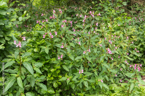 Canvastavla Impatiens glandulifera Drüsiges Springkraut Habitus in Blüte