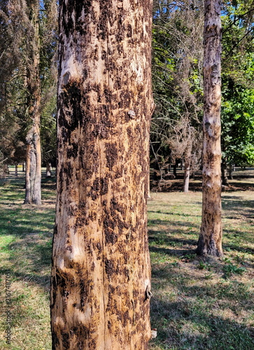 Close up of a pine tree trunk damaged by bark beetle infestation with peeling bark