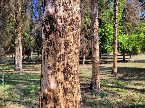 Close up of a pine tree trunk damaged by bark beetle infestation with peeling bark