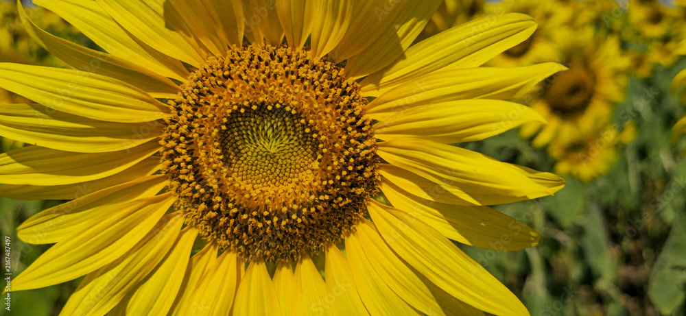 Obraz premium Close-Up of Vibrant Yellow Sunflower with Detailed Golden Center