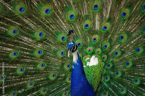 Canvastavla Vibrant male peacock displaying its magnificent train of colorful feathers with brilliant blue neck and iridescent green eye spots in a stunning close-up view