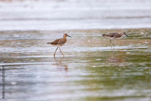 Konstfotografi Ruff in the water looking for food