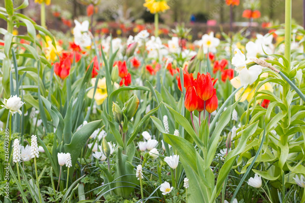 Fototapeta premium Beautiful of colorful tulips in the garden.