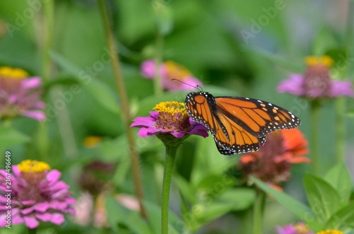 monarch butterfly on flower