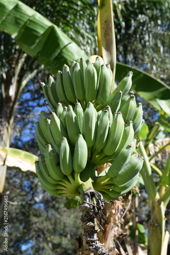 bunch of bananas on tree