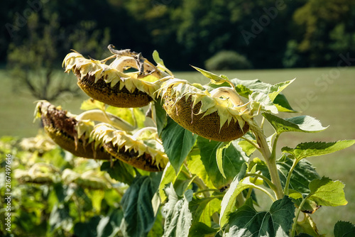 Grosse vertrocknete Sonnenblumen in der Hitze des Sommers 2026 im August 2026 in Deutschland auf dem Feld