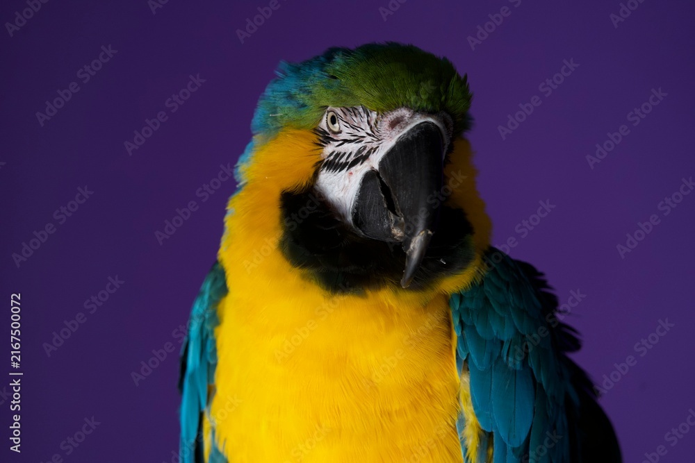 Fototapeta premium parrot portrait