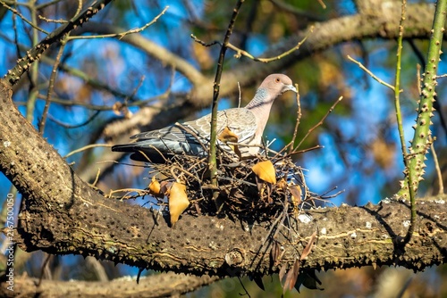 Wild picazuro pigeon incubating on a twig nest built on a thorny tree branch, backlit by winter sunlight against a clear blue sky.