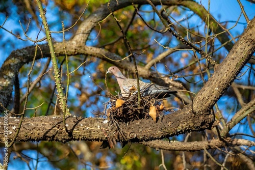 Wild picazuro pigeon incubating on a twig nest built on a thorny tree branch, backlit by winter sunlight against a clear blue sky.