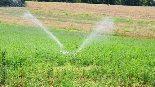 rotary sprinkler irrigating green field during hot summer day
