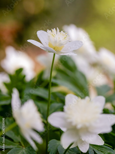 Konstfotografi double wood anemone